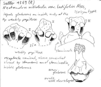 Vorschaubild Nectandra nitidula var. latifolia Nees